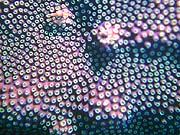 Cup Coral (Turbinaria reniformis)