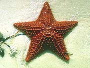 Cushion Star (Oreaster reticulatus)