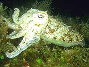 Cuttlefish (Sepia officinalis)