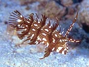 Dragon Wrasse (Novaculichthys taeniorus)