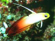 Firefish (Nemateleotris magnifica)