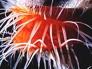 Flame Scallop (Lima scabra)