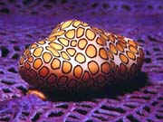 Flamingo Tongue Cowrie (Cyphoma gibbosum)