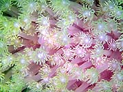 Flowerpot Coral (Goniopora lobata)