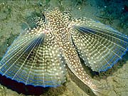 Flying Gurnard (Dactylopterus volitans)