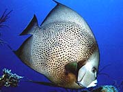 Gray Angelfish (Pomacanthus arcuatus)