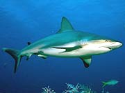 Gray Reef Shark (Carcharhinus amblyrhynchos)