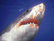 Great White Shark (Carcharodon carcharias)