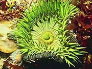 Green Anemone (Anthopleura xanthogrammica)