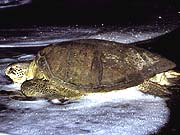 Green Sea Turtle (Chelonia mydas)