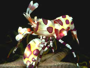 Harlequin Shrimp (Hymerocera elegans)