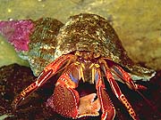 Red Hermit Crab (Dardanus megistos)