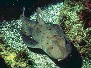 Horn Shark (Heterodontus francisci)