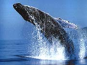 Humpback Whale (Megaptera novaeangliae)