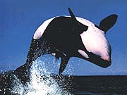 Killer Whale (Orcinus orca)