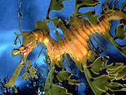Leafy Sea Dragon (Phyllopteryx eques)