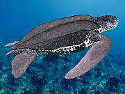 Leatherback Sea Turtle (Dermochelys coriacea)