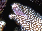 Turkey Moray Eel (Gymnothorax meleagris)