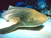 Leopard Shark (Triakis semifasciatus)