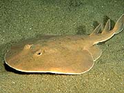 Lesser Electric Ray (Narcine brasilienis)