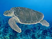 Loggerhead Sea Turtle (Caretta caretta)