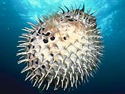 Longspined Porcupinefish (Diodon holacanthus)
