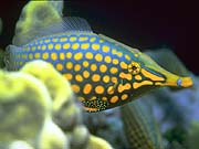 Orangespotted Filefish (Oxymonacanthus longirostris)