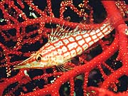 Longnosed Hawkfish (Oxycirrhites typus)