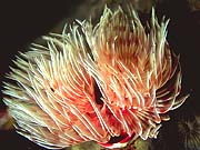 Magnificent Feather Duster (Sabellastarte magnifica)