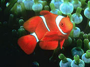 Maroon Clownfish (Premnas biaculeatus)