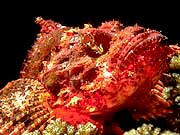 Mushroom Scorpionfish (Scorpaena intermiss)
