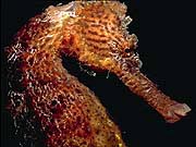 Northern Seahorse (Hippocampus erectus)