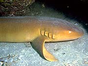 Nurse Shark (Ginglymostoma cirratum)