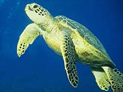 Olive Ridley Turtle (Lepidochelys olivaceaf)