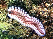 Orange Fireworm (Eurythoe complanata)