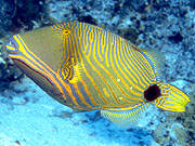 Orange-green Triggerfish (Balistapus undulatus)