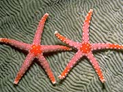 Orange Starfish (Fromia monolis)