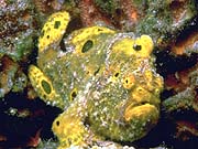 Oscellated Frogfish (Antennarius ocellatus)