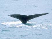 Pacific Gray Whale (Eschrichtius robustus)