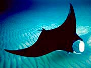 Pacific Manta Ray (Manta hamiltoni)