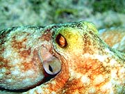 Pacific Octopus (Octopus dofleini)