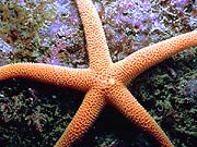 Pacific Starfish (Henricia leviuscula)