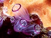 Painted Tunicate (Clavelina picta)