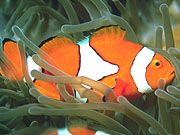 Percula Clownfish (Amphiprion ocellaris)