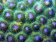 Pineapple Coral (Montastrea cavernosa)