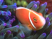 Pink Skunk Clownfish (Amphiprion perideraion)