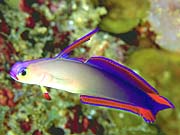 Purple Firefish (Nemateleotris decora)