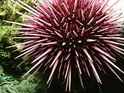 Purple Sea Urchin (Strongylocentrotus purpuratus)