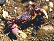 Purple Shore Crab (Hemigrapsus nudus)