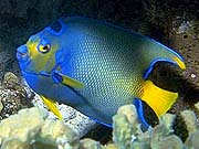 Queen Angelfish (Holacanthus ciliaris)